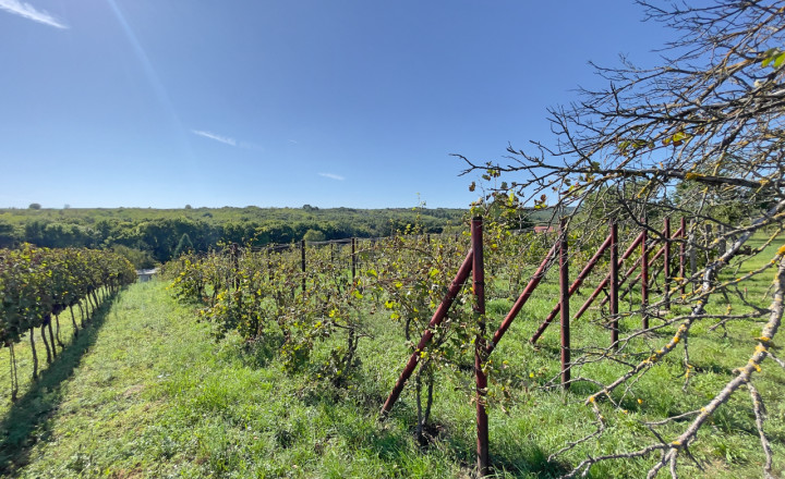 Vínny domček pre majstra vinára. - fotografia 9